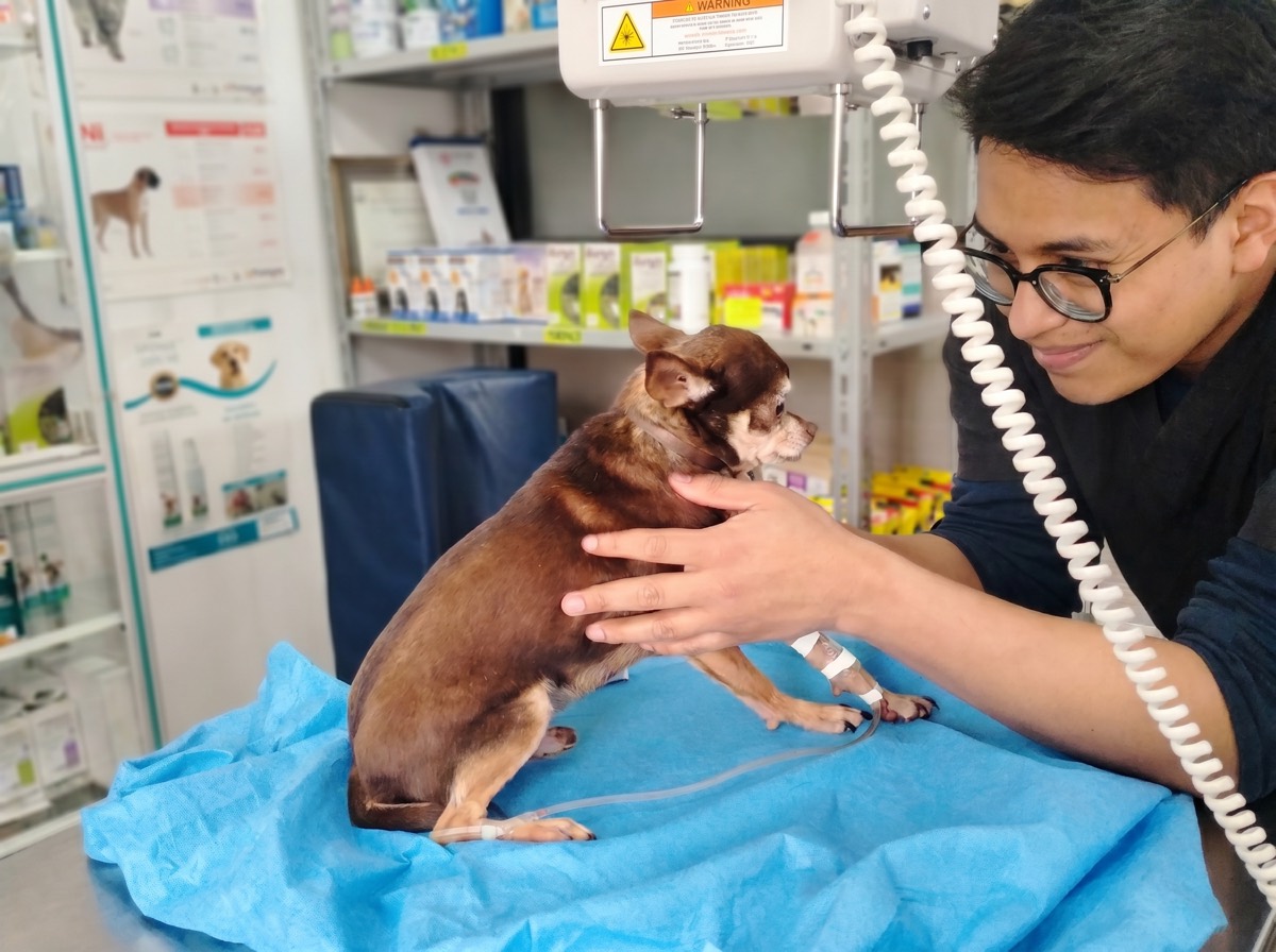 Veterinario de ExpressVet examinando a un perro en consulta