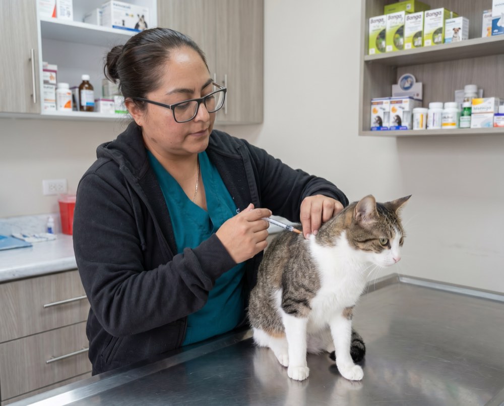 Veterinaria vacunando a un gato